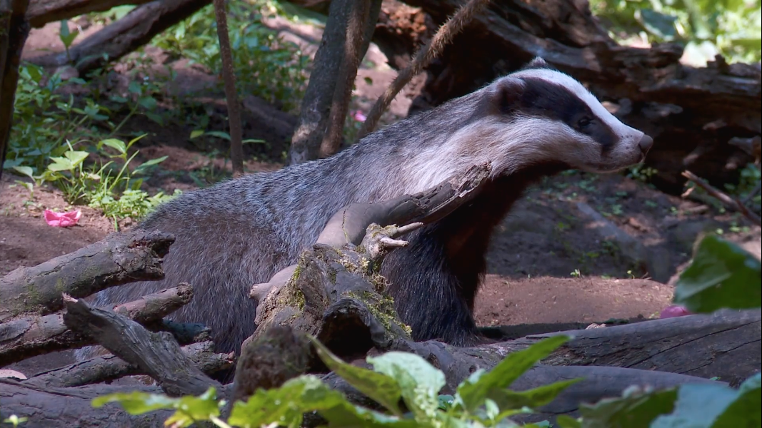 Sussex Wildlife Trust